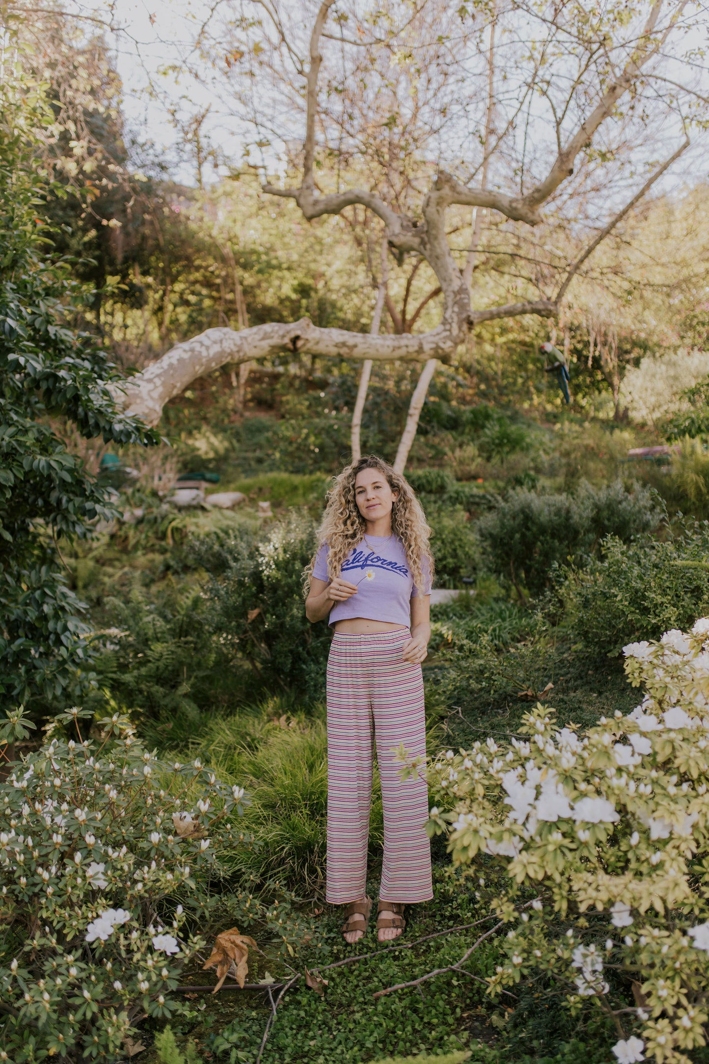 Hawaii Pant - Candy Cane Stripe