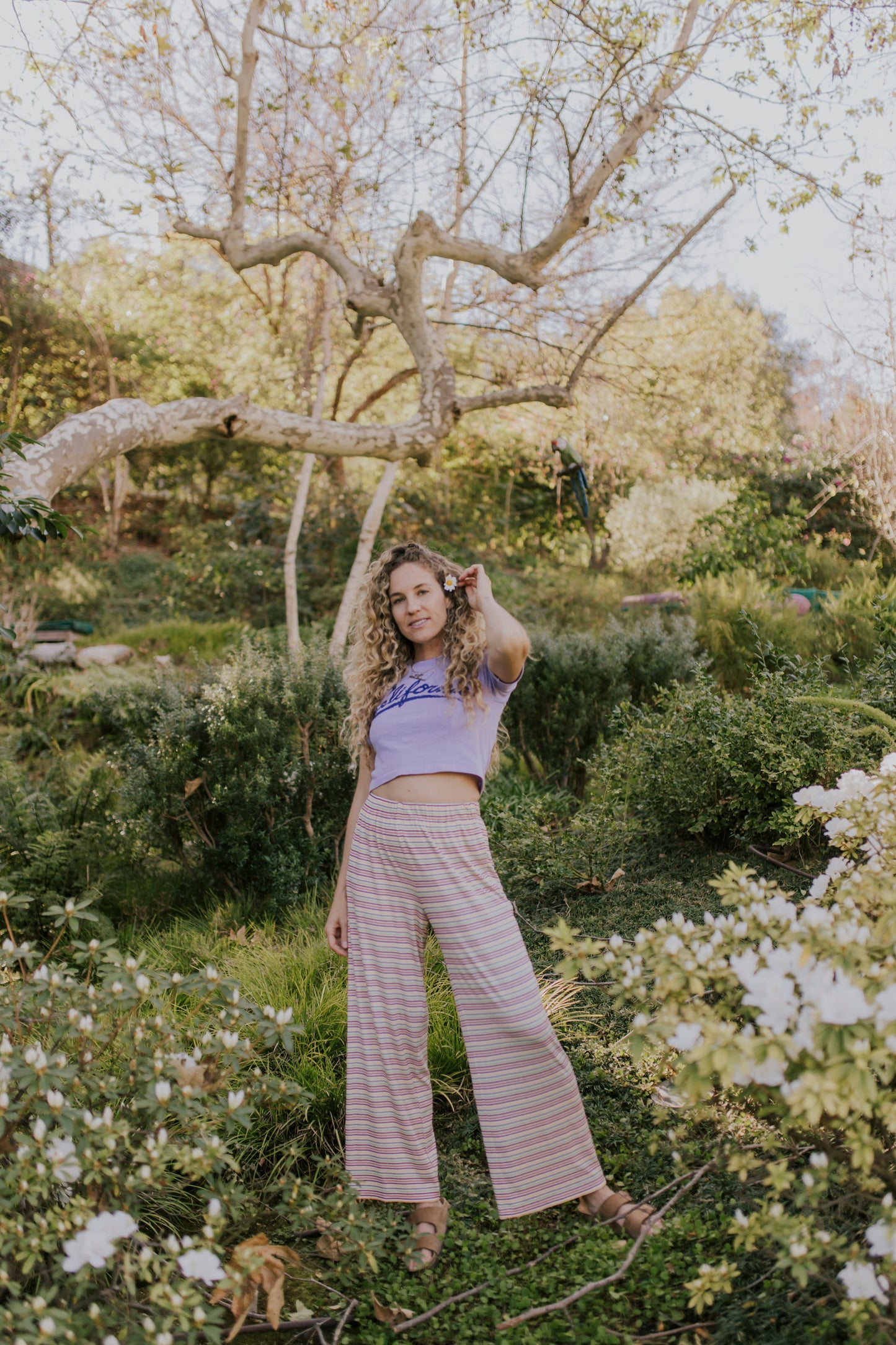 Hawaii Pant - Candy Cane Stripe